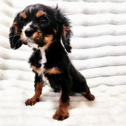 Tater - Black and tan male Cavalier King Charles Spaniel puppy in Wilburton, Oklahoma from My Kids Kennel