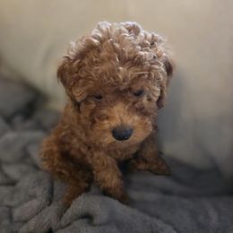 Red boy - Red  male Poodle puppy in Bokoshe, Oklahoma from Eden's Acre