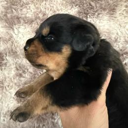 Isis - Black and tan female Rottweiler puppy in Newfoundland, Pennsylvania from Poconopaws