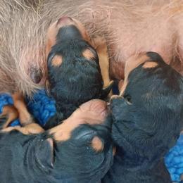 Girl 2 - Airedale Terrier puppy in Oakdale, California from Avalon Airedales