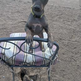 American Hairless Terrier Puppies from Bare Valley