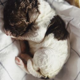 Sophie - Parti female Poodle puppy in Mars Hill, North Carolina from Hunter Farm