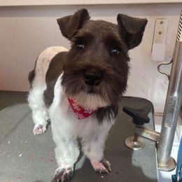 muffy - Miniature Schnauzer