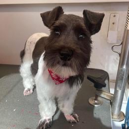 muffy - Miniature Schnauzer