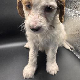 Goldendoodle Puppies from Luccisgoldendoodles
