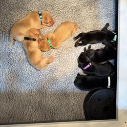 Girl 2 - female Labrador Retriever puppy in Britton, South Dakota from FR Labs