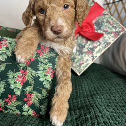 Clark - Apricot male Goldendoodle puppy in Ottawa, Ohio from Simply Beautiful Goldendoodles