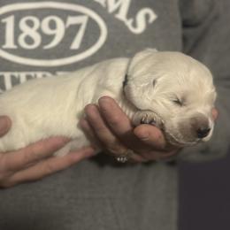 Girl pick 1 - Light golden female Golden Retriever puppy in Waterford, Pennsylvania from Living on Faiths Golden Retrievers