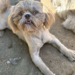 Sunni - Shih Tzu