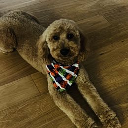 Bella - Goldendoodle