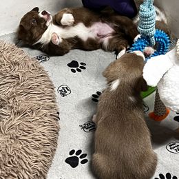 American Corgi, Cardigan Welsh Corgi, and Pembroke Welsh Corgi Puppies from Coopers Korner