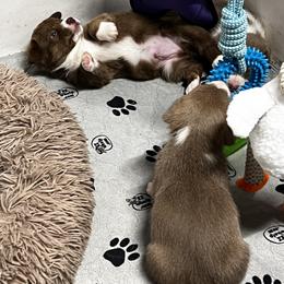 American Corgi, Cardigan Welsh Corgi, and Pembroke Welsh Corgi Puppies from Coopers Korner