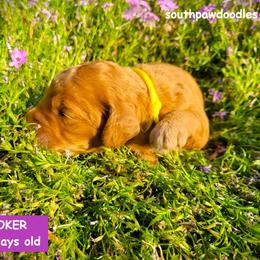 Joker - Red  male Goldendoodle puppy in Greer, South Carolina from South Paw Doodles