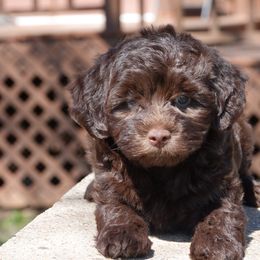 Havanese, Havapoos, Maltese, and Maltipoos from Denise Clark