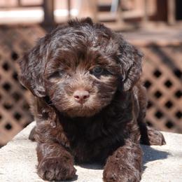 Havanese, Havapoos, Maltese, and Maltipoos from Denise Clark