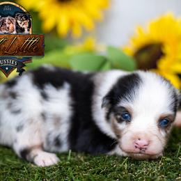 Reign - Blue merle male Miniature American Shepherd puppy in Granbury, Texas from Best Little Aussies