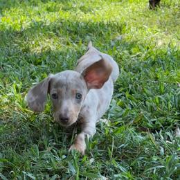Dachshund All Grown Up from BlackPine Kennels