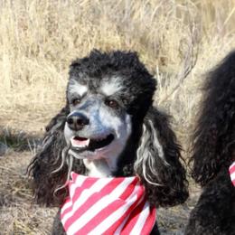 Poodles from Freeport Poodles