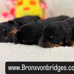Boy 2 - Black and tan male Rottweiler puppy in Danieslville, Georgia from Bronx Von Bridges Rottweilers