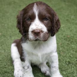 Green Collar - Liver and white female English Springer Spaniel puppy in Dover Foxcroft, Maine from Northernwoods Springers