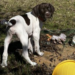 German Shorthaired Pointer Puppies from Tipsy Rabbit GSP TopDog Kennel