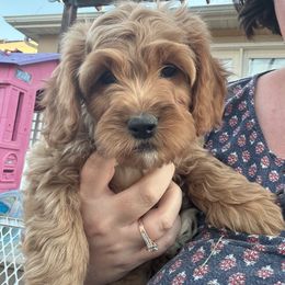 Bernedoodle, Cavapoo, and Poodle Puppies from Liberty Farms Puppies