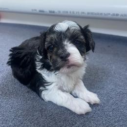 Black with white Girl - Black & white female Maltipoo puppy in Bentonville, Arkansas from Bellamy Maltipoos