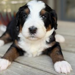 Waffles - Tri-color female Bernedoodle puppy in El Campo, Texas from Little Fur Friends Bernedoodles