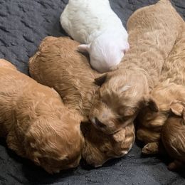 Cavapoos and Poodles from P&D Palace