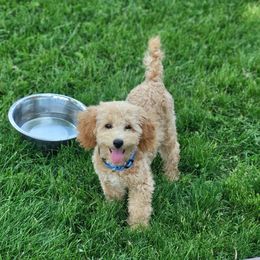 Barnyards Penny for your thoughts - Cavapoo