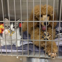 Poodle Puppies from White Willow Poodles