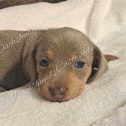Girl 2 - Dachshund puppy from Castaneda Dachshunds