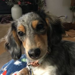 Gypsy - Dachshund