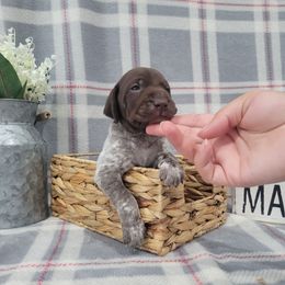 Boy 1 - Liver roan German Shorthaired Pointer puppy in New Kent, Virginia from Stevens Shorthairs