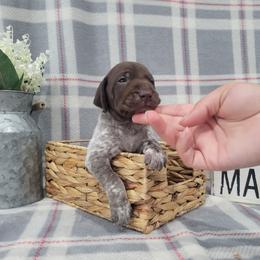 Boy 1 - Liver roan German Shorthaired Pointer puppy in New Kent, Virginia from Stevens Shorthairs