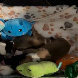 AKC Red.Sable 1 Blue - Red male Pembroke Welsh Corgi puppy in Summerfield, Florida from Promise Land Farm