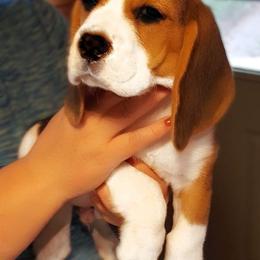 Nelson - Beagle