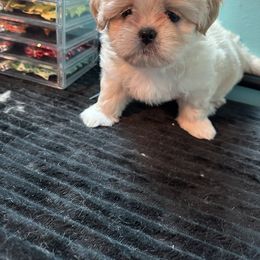 Shih Tzu Puppies from Diamond Paws LLC