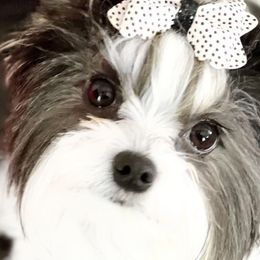 Biewer Terriers from State Of Grace Yorkies