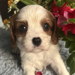 Molly - Blenheim female Cavalier King Charles Spaniel puppy in Mc Louth, Kansas from Harmony Valley Cavaliers & Havanese