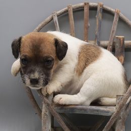 Dolly - White and tan female Parson Russell Terrier puppy in Menifee, California from Wendover Terriers