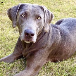 Dilute Retrievers and Labrador Retrievers from Loblockee Creek Labs of Auburn