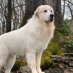 Woody  - Great Pyrenees