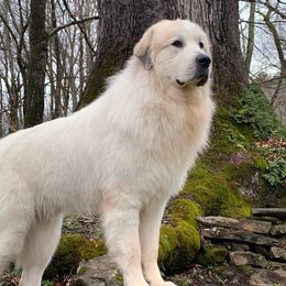 Woody  - Great Pyrenees