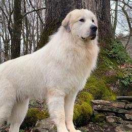 Woody  - Great Pyrenees