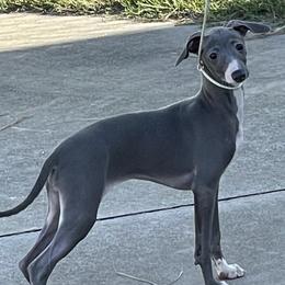 Italian Greyhounds from Shengli IGs