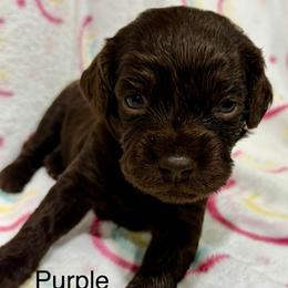 Purple Girl - Brown female Boykin Spaniel puppy in Milan, Georgia from Dixie Darlin Boykins
