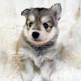 Paterson - Silver and white male Pomsky puppy in Sheffield, Iowa from Clover Ridge Pomskies