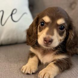 Trinket - Chocolate and cream female Dachshund puppy in Fort Gibson, Oklahoma from Cooper’s Dachshunds