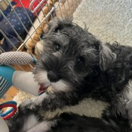 Girl 3 - Salt and pepper female Miniature Schnauzer puppy in North Brunswick, New Jersey from Hafen Miniature Schnauzers